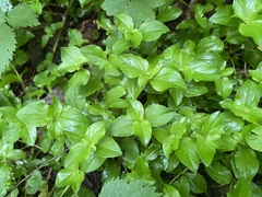 Lysimachia nemorum, photograph (c) Joss Carr, some rights reserved (CC BY)