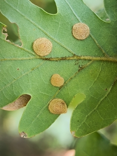 Common Spangle Gall Wasp