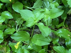 Lysimachia nemorum, photograph (c) Joss Carr, some rights reserved (CC BY)