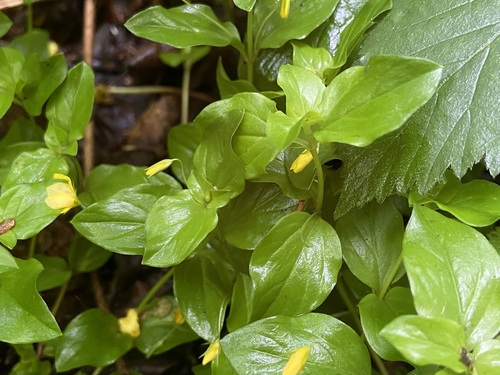 Lysimachia nemorum, photograph 3