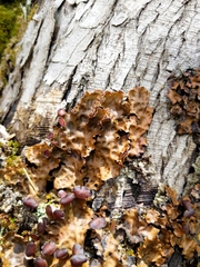 Peltigera horizontalis