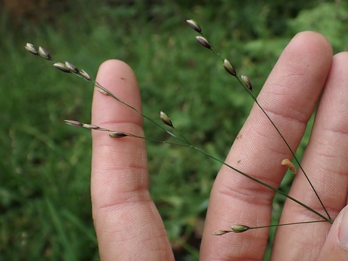 Melica uniflora