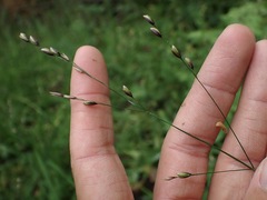 Melica uniflora