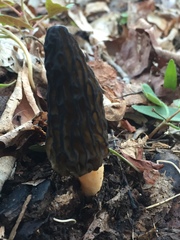 Morchella angusticeps