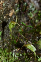 Pterostylis pedoglossa