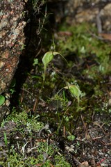Pterostylis pedoglossa