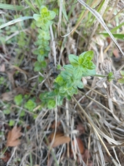 Cruciata laevipes, photograph author not stated, no rights reserved