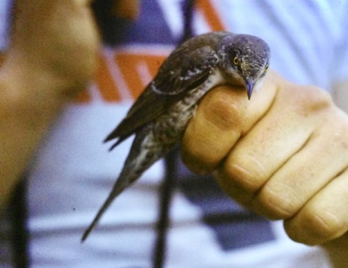 iNaturalist image