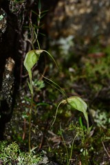 Pterostylis pedoglossa