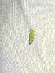 Draeculacephala inscripta