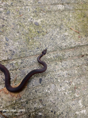 Western China Keelback