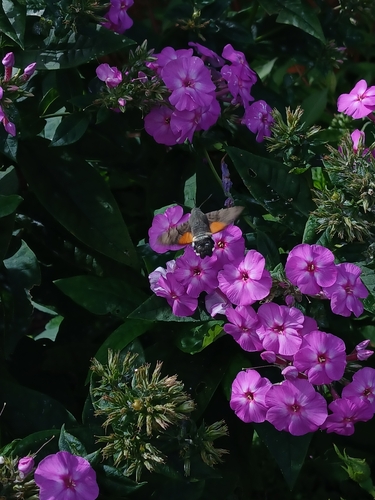 Eurasian Hummingbird Hawkmoth