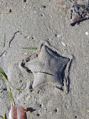 Patiriella regularis