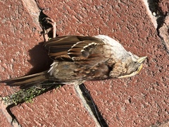 Zonotrichia albicollis