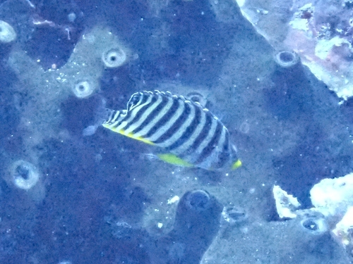 Paracentropyge multifasciata observed 2026-09-08