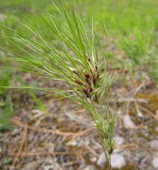 Poa bulbosa