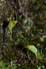 Pterostylis pedoglossa