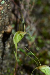 Pterostylis pedoglossa