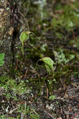Pterostylis pedoglossa