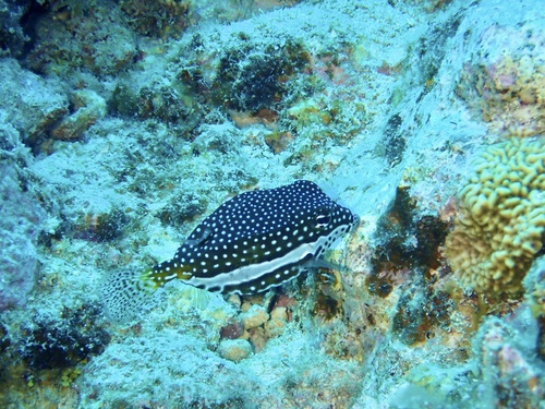Ostracion whitleyi observed 2026-09-09