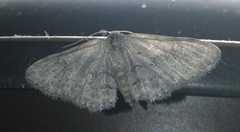 Idaea violacearia
