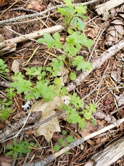 Nemophila parviflora austinae