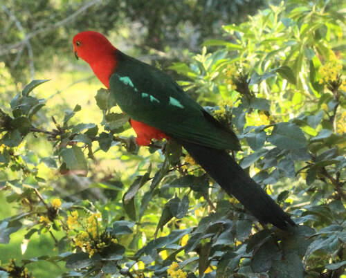 Australian King Parrot