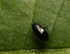 Slaterocoris