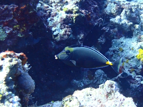 Pacific Orange-spine Unicornfish