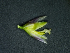 Piptatheropsis pungens