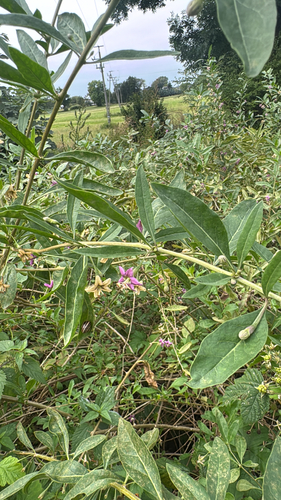 matrimony vine