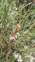 Hakea rostrata, photograph author not stated, no rights reserved