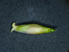 Piptatheropsis pungens