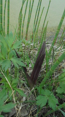 Dactylorhiza incarnata cruenta