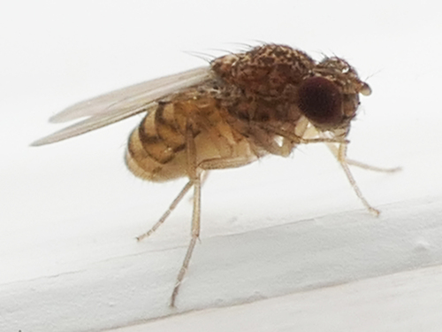 Drosophila repleta observed 2026-09-11