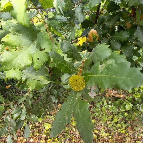 Hedgehog Gall Wasp