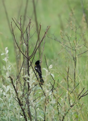 iNaturalist image