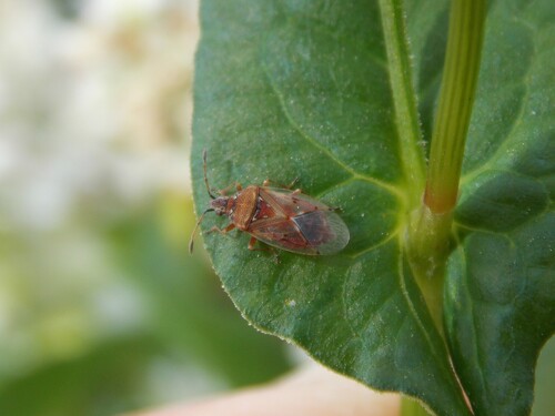Birch Catkin Bug