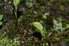 Pterostylis pedoglossa