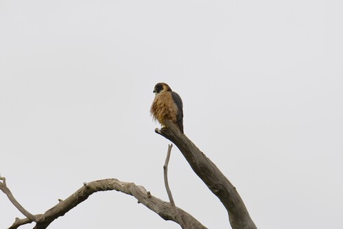 Australian Hobby