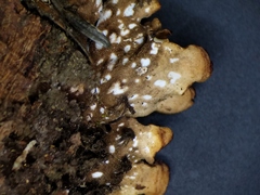 Peltigera horizontalis