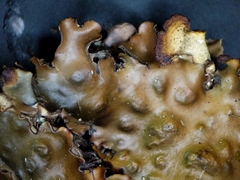 Peltigera horizontalis