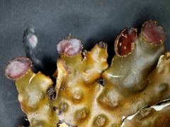 Peltigera horizontalis