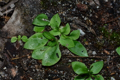 Pterostylis pedoglossa