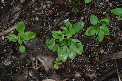 Pterostylis pedoglossa