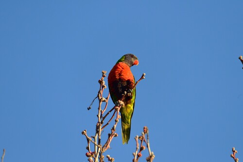 Rainbow Lorikeet