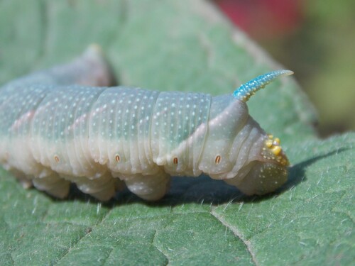 Lime Hawkmoth