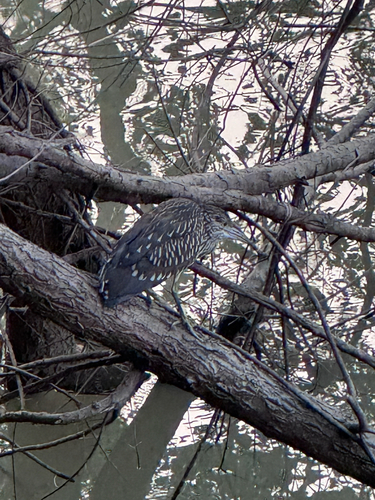 Black-crowned Night Heron