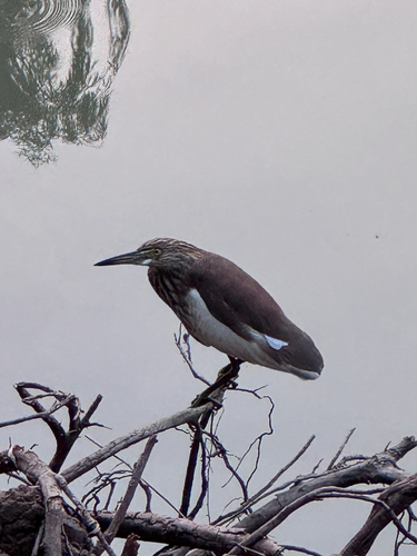 Chinese Pond-Heron