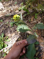 Senecio integerrimus major